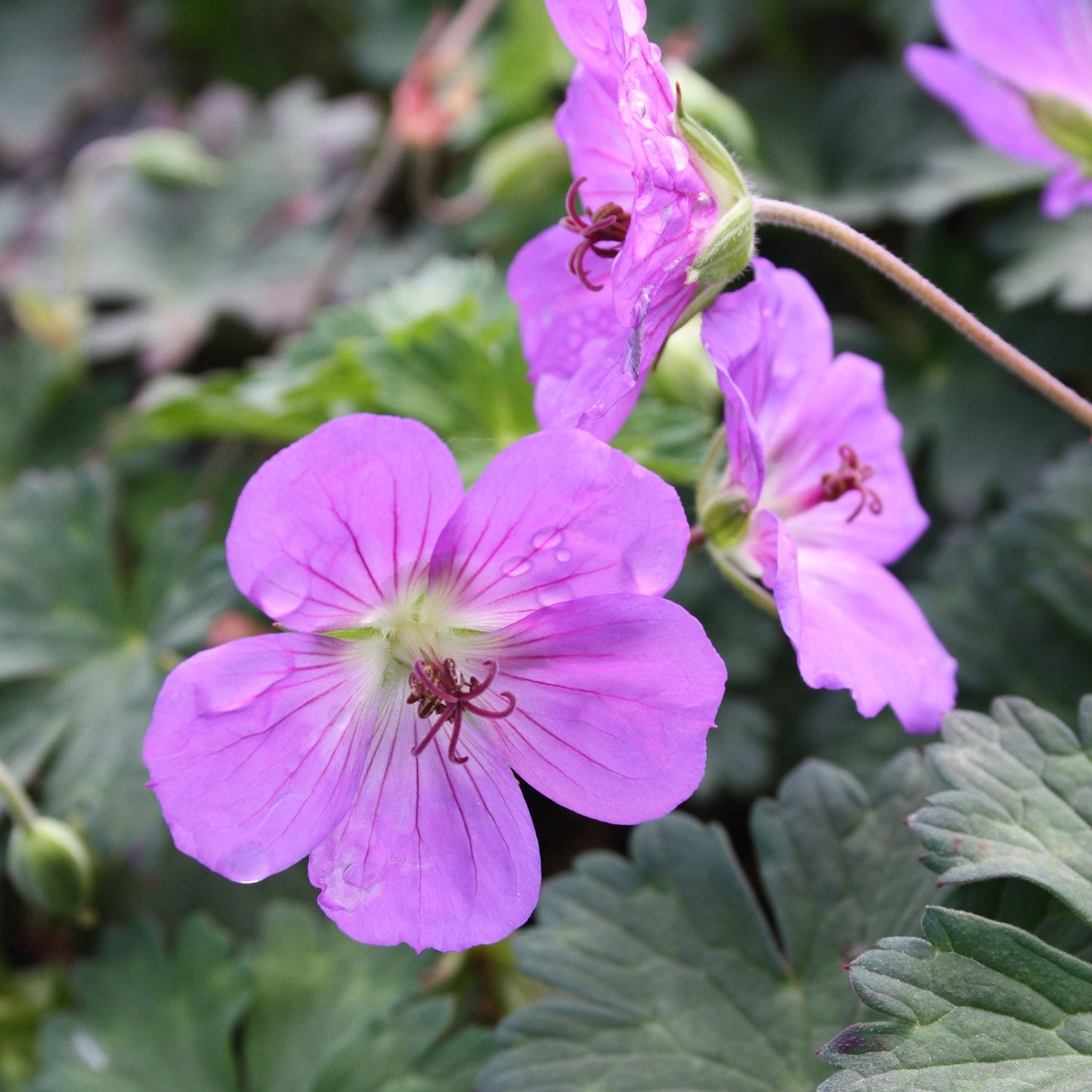 Rozanne Cranesbill