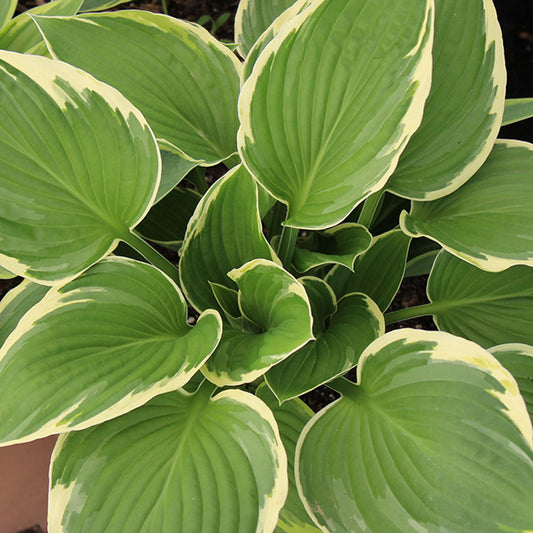 Albo Marginata Plantain Lily 1 Gallon