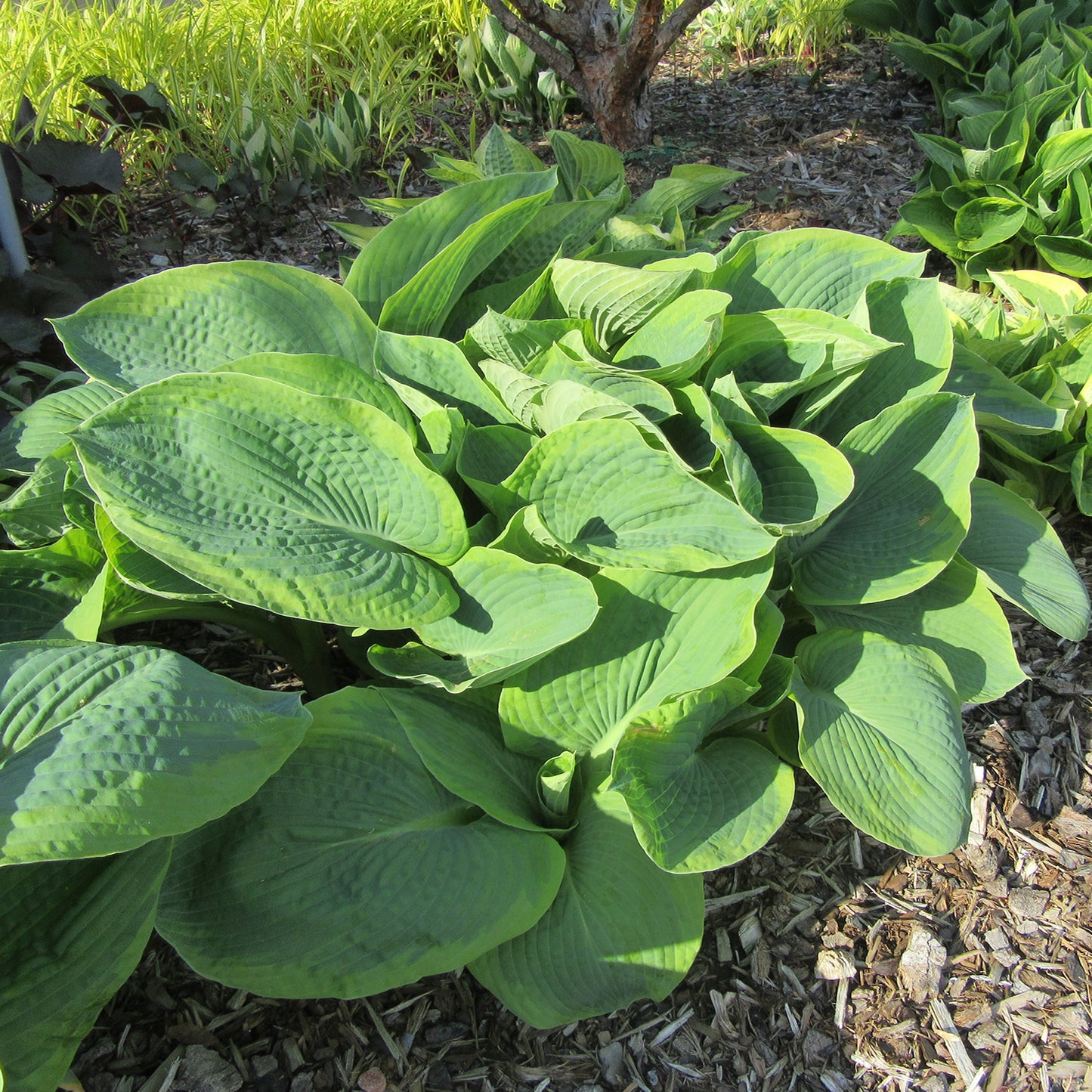 Hosta Big Daddy 1 Gallon