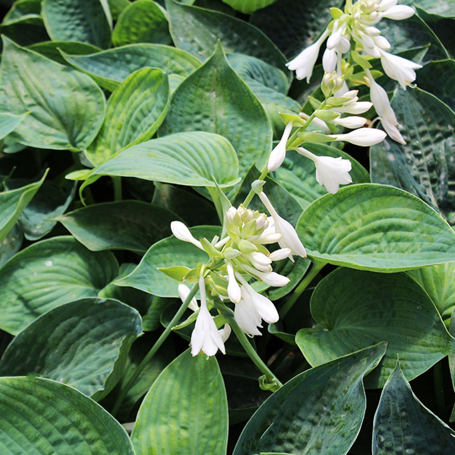 Abiqua Drinking Gourd Plantain Lily 1 Gallon