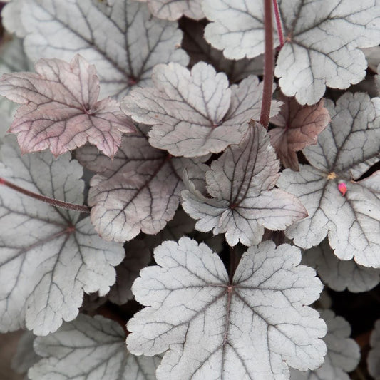 Silver Gumdrop Coral Bells 1 Gallon