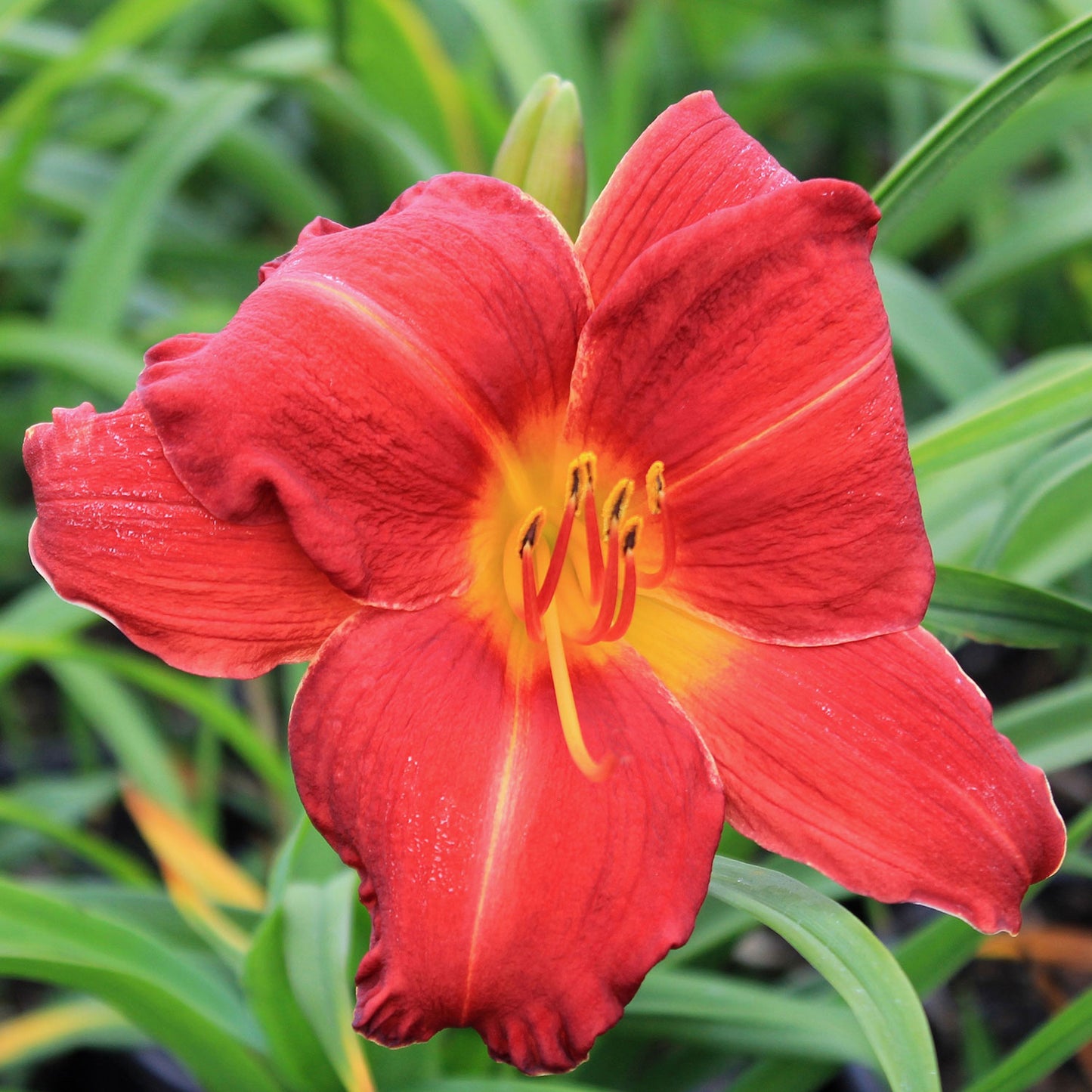 Chicago Apache Daylily 1 Gallon