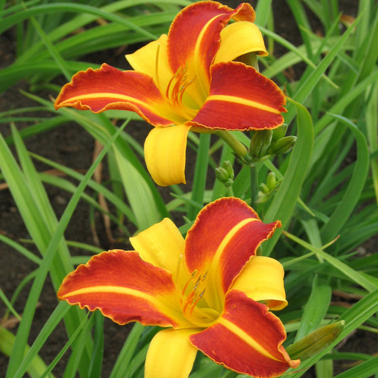 Frans Hals Daylily 1 Gallon