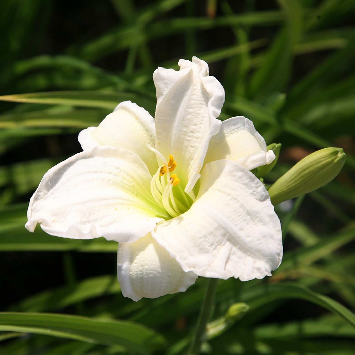 Gentle Shepherd Daylily 1 Gallon