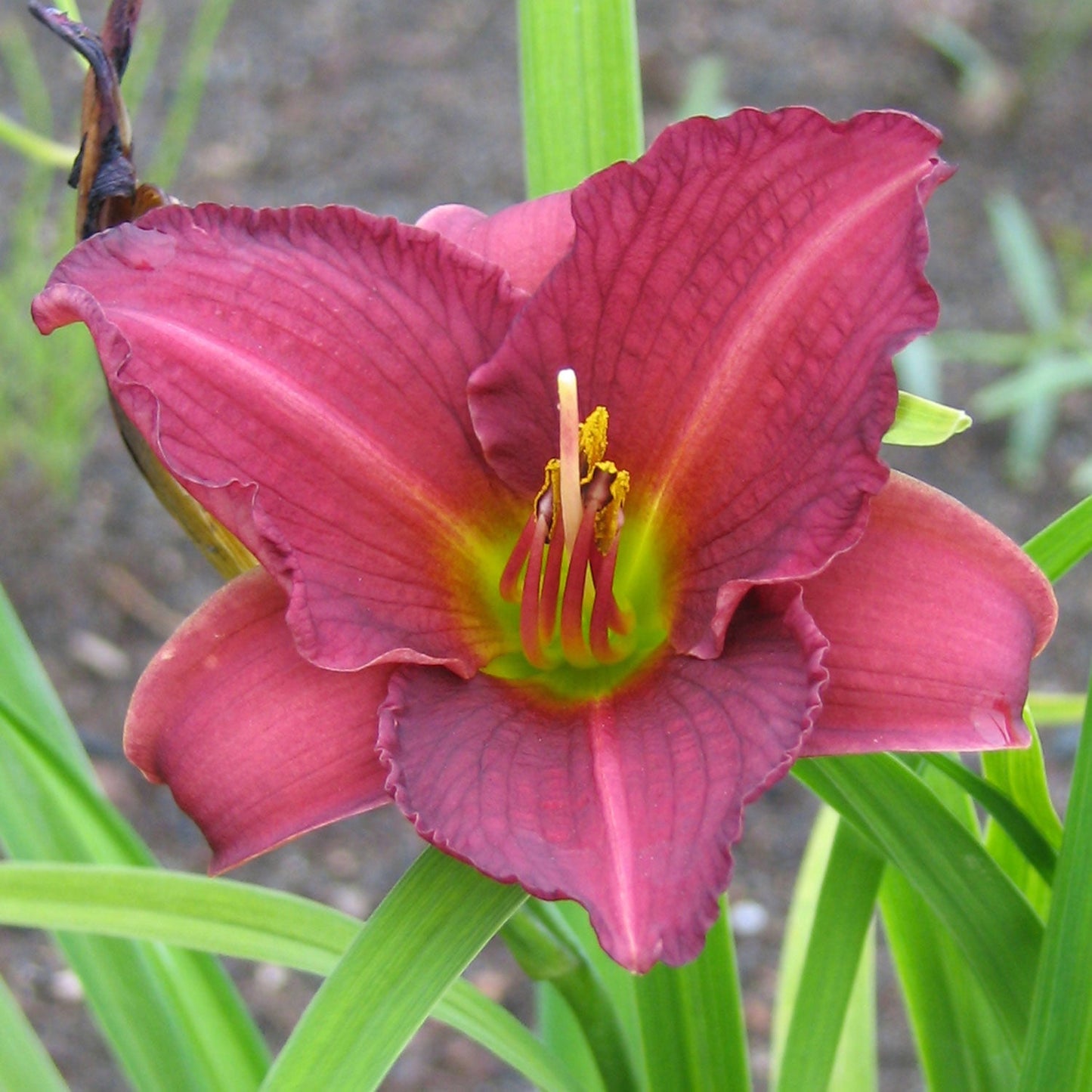 Purple d'Oro Daylily