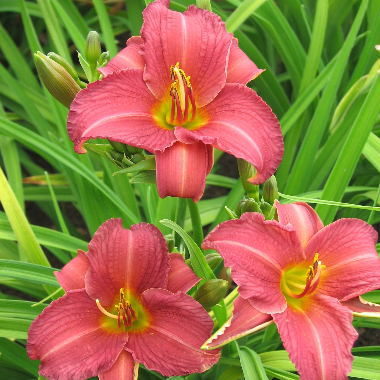 Ruby Stella Daylily 1 Gallon