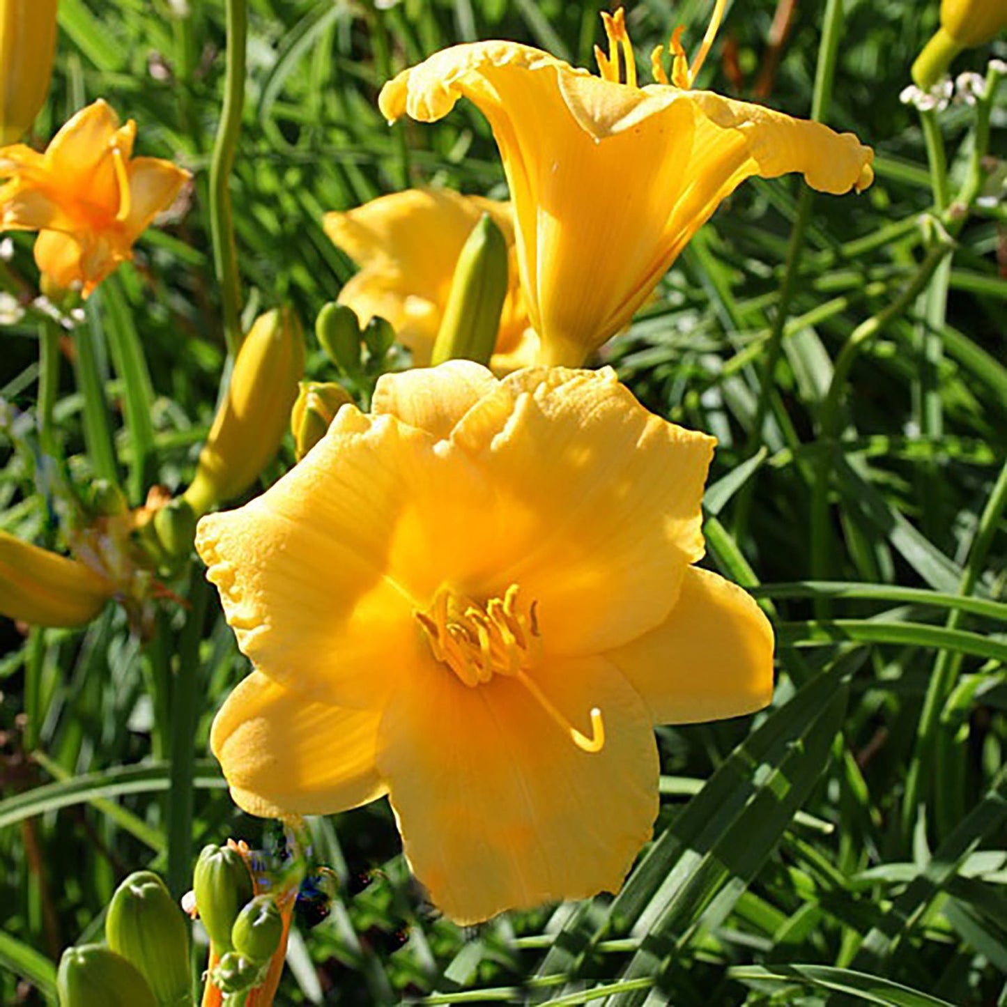 Stella de Oro Daylily