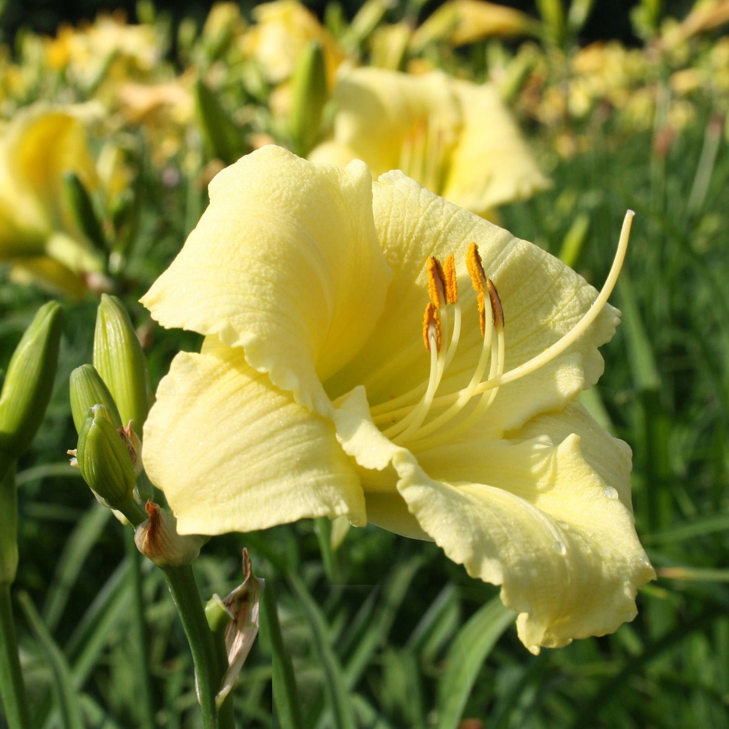 Stella Supreme Daylily 1 Gallon