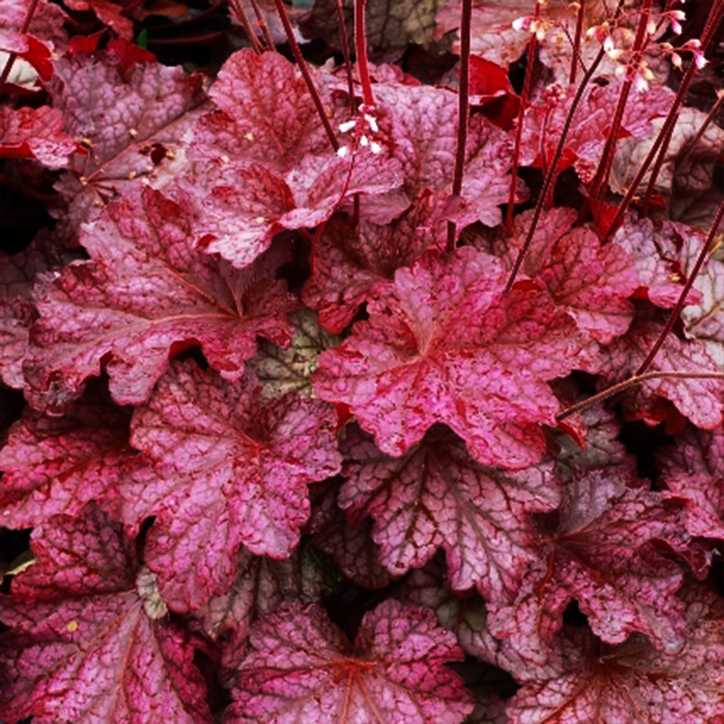 Berry Smoothie Coral Bells 1 Gallon