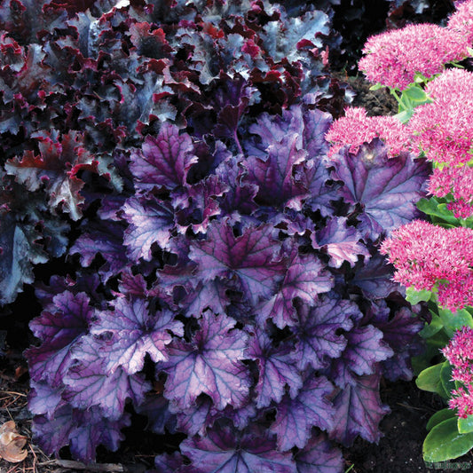 Purple Coral Bells 1 Gallon