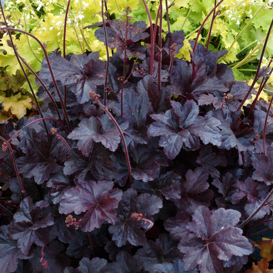 Obsidian Coral Bells 1 Gallon