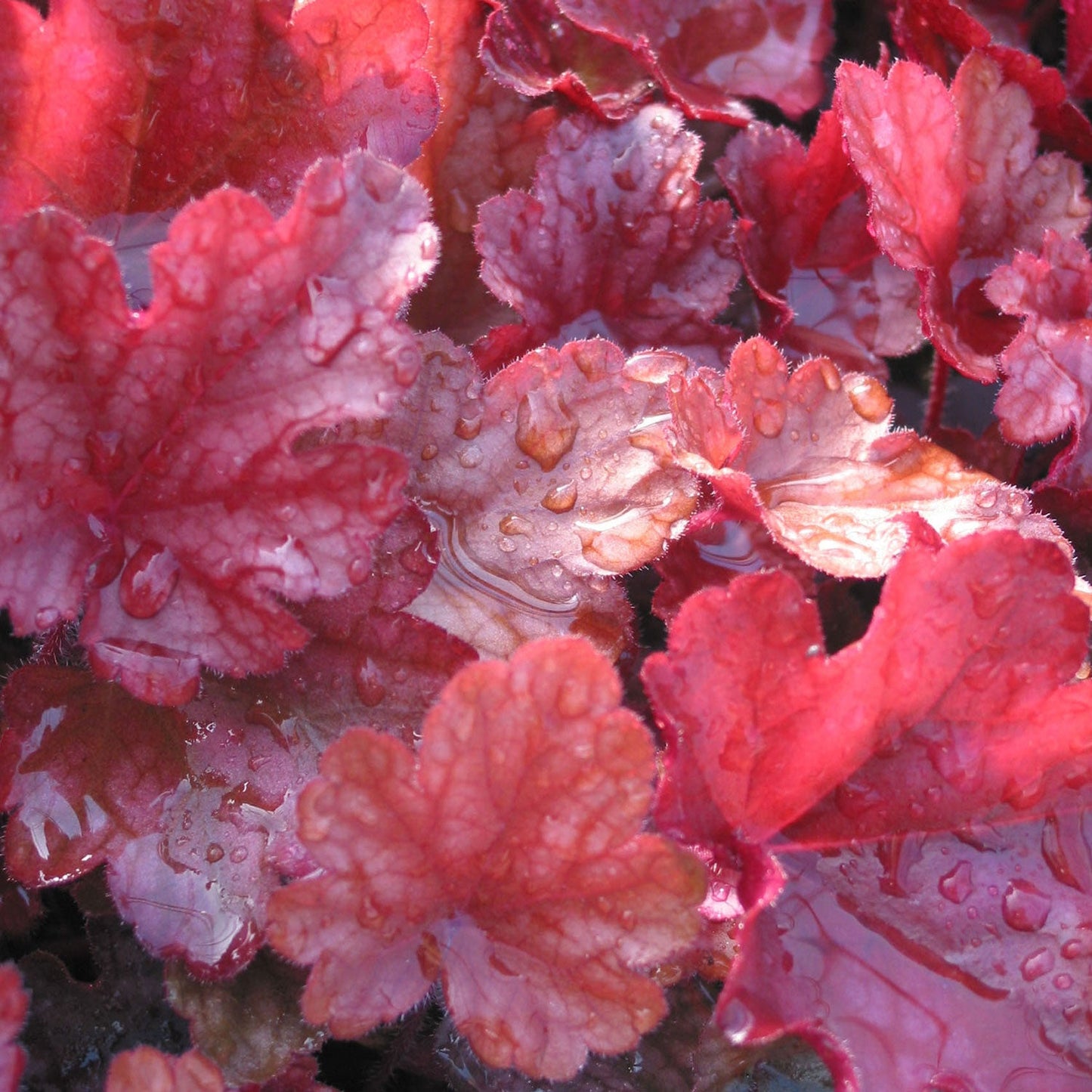 Peach Flambe Coral Bells