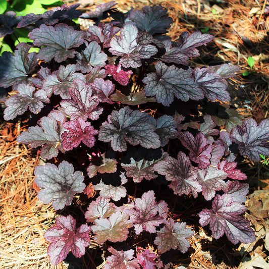 Plum Pudding Coral Bells 1 Gallon