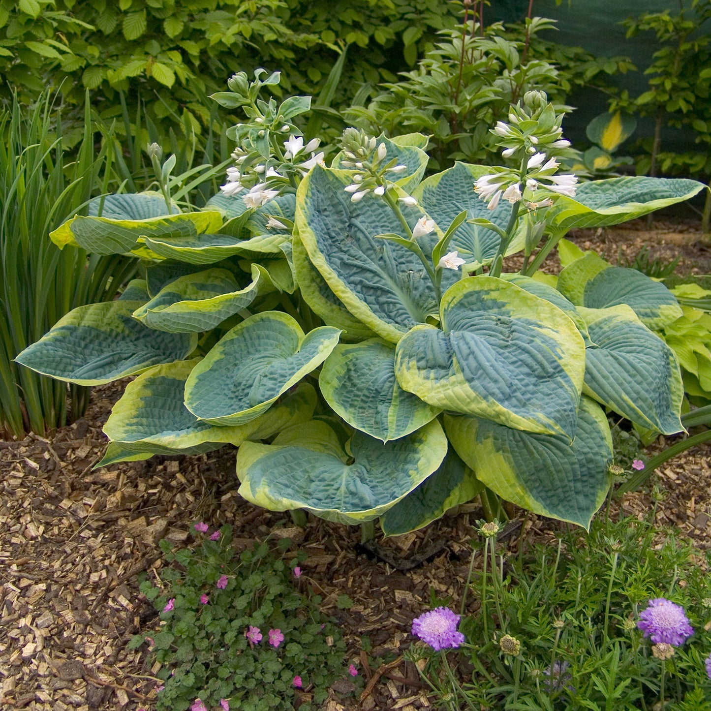 Hosta Frances Williams 1 Gallon