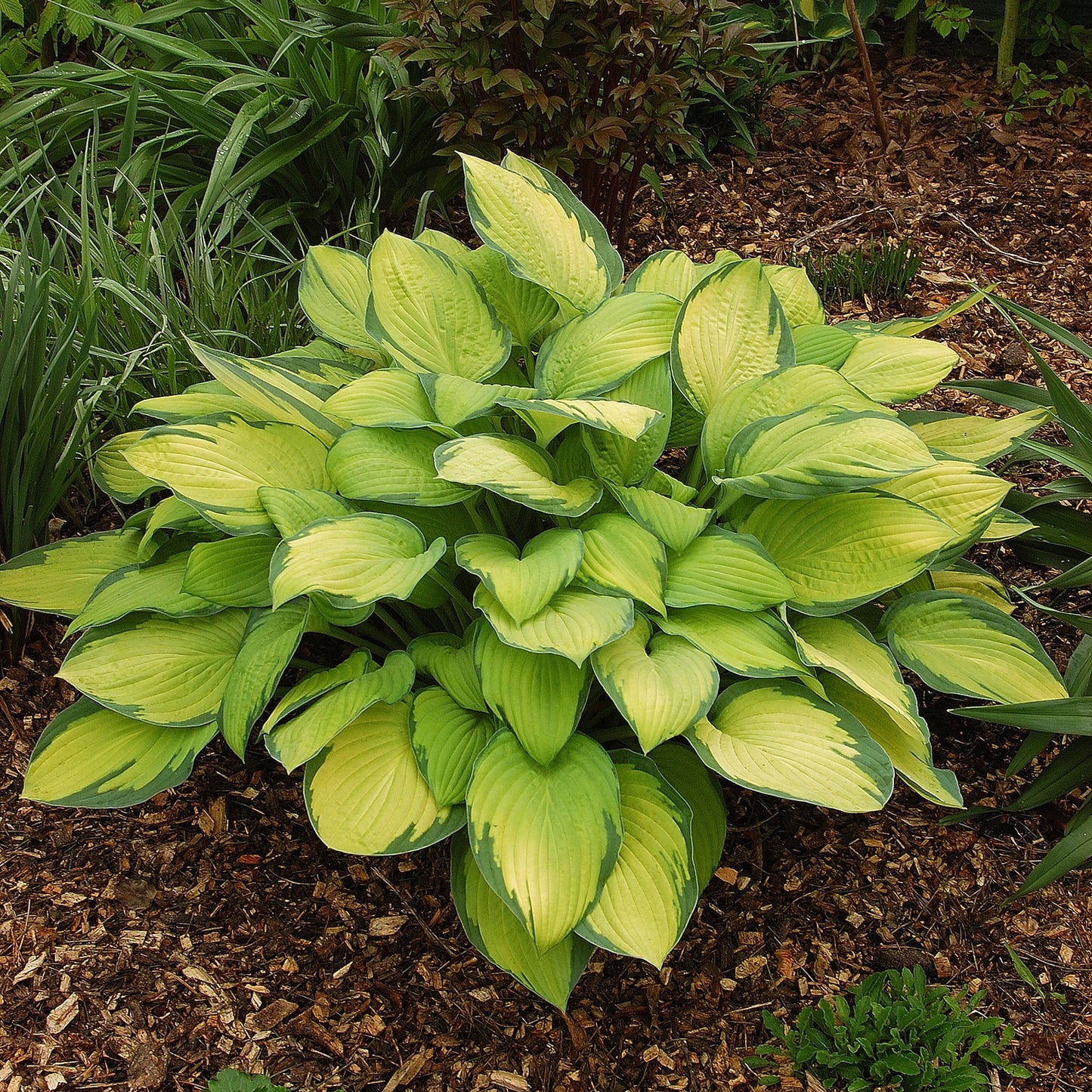 Gold Standard Plantain Lily 2 Gallon