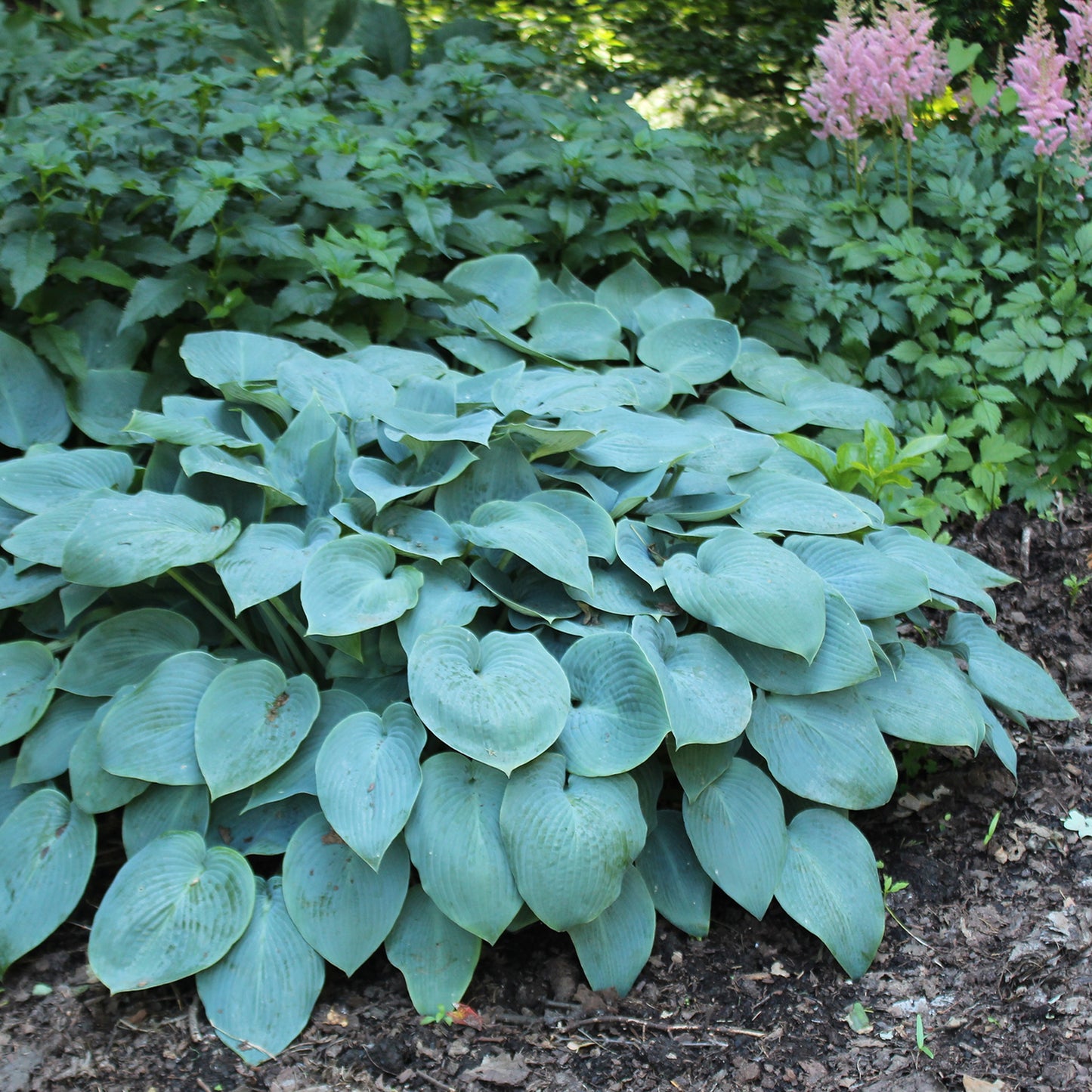 Halcyon Plantain Lily 1 Gallon