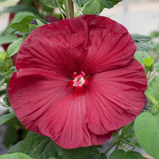 Luna Red Rose Mallow 2 Gallon