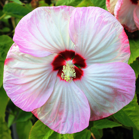 Luna Pink Swirl rose Mallow 2 Gallon