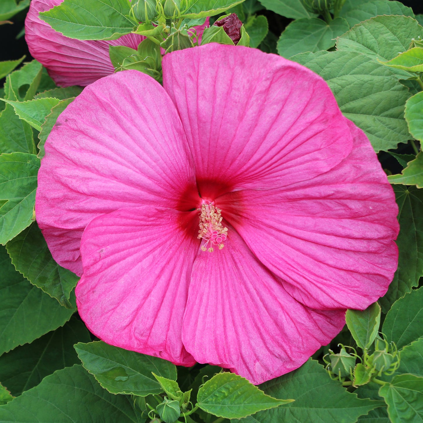 Luna Rose Rose Mallow 2 Gallon