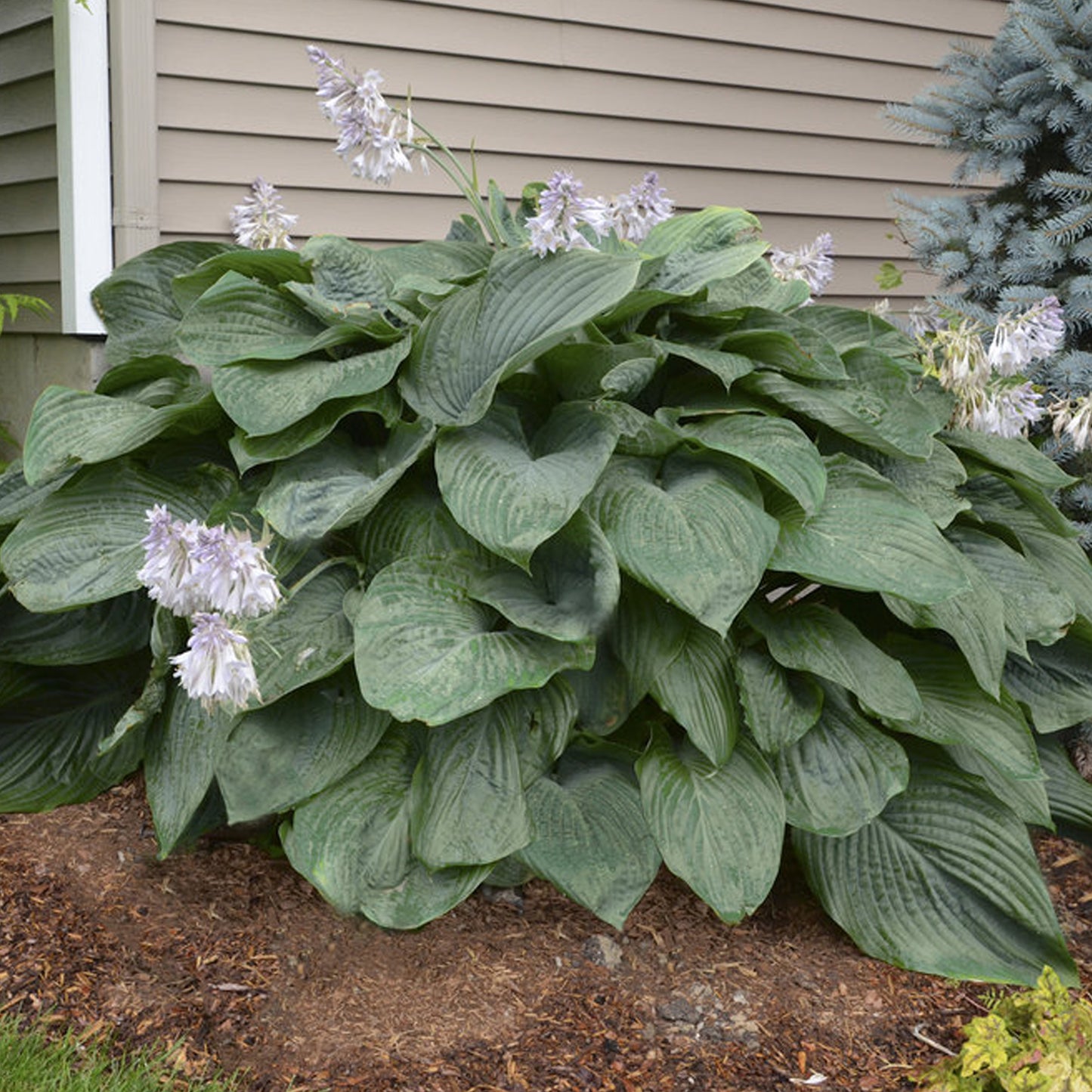 Empress Wu Hosta 1 Gallon