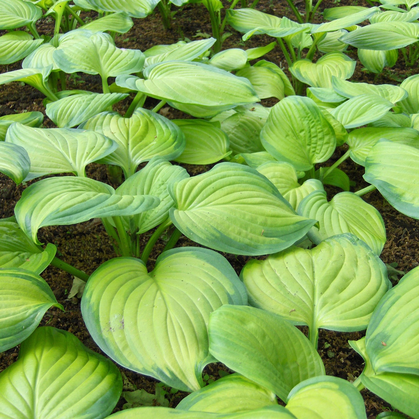 Hosta Guacamole