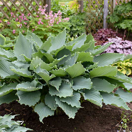 Hosta Diamond Lake 1 Gallon