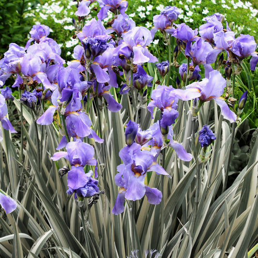 White Variegated Sweet Iris 1 Gallon