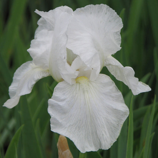 Immortality Tall Bearded Iris 1 Gallon