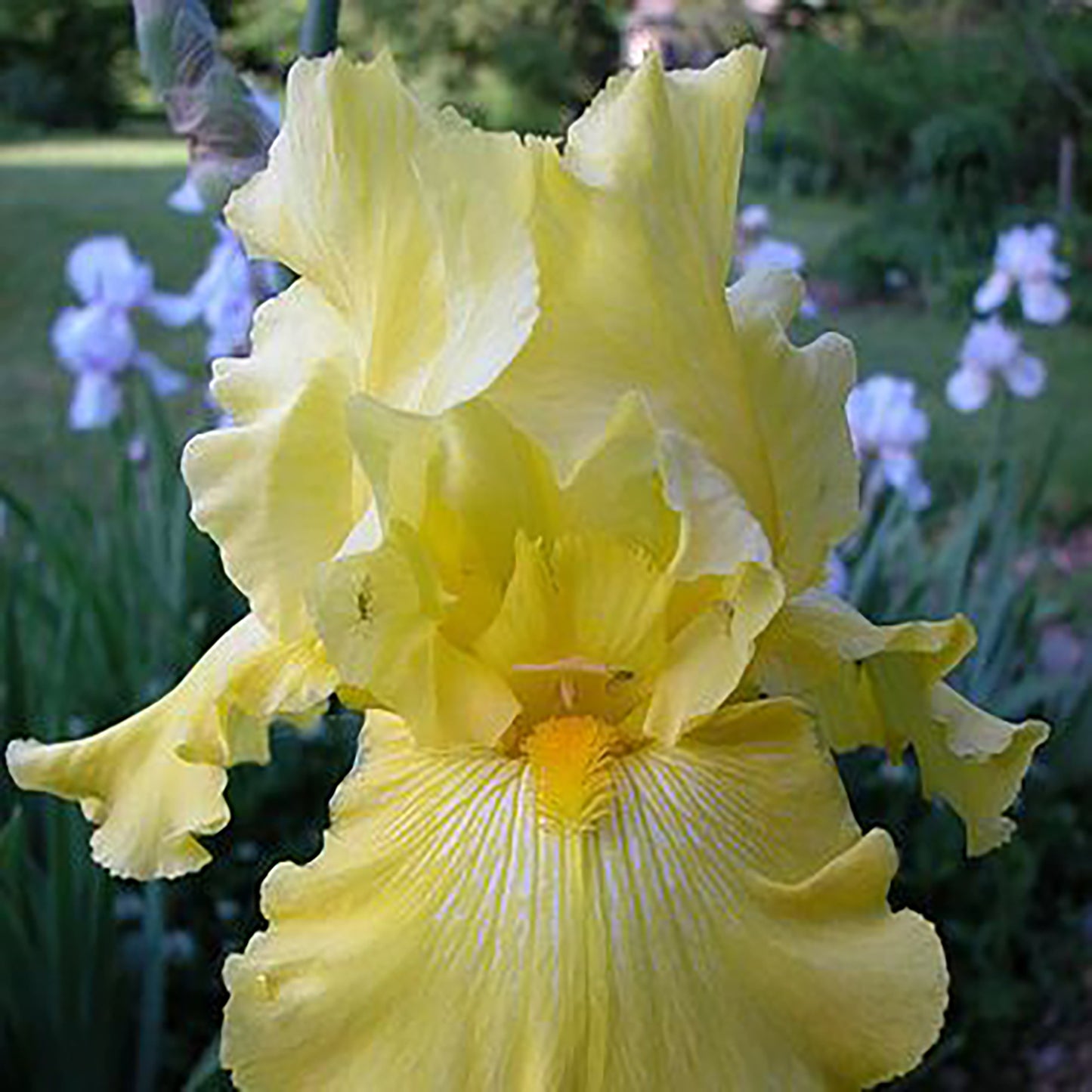 Summer Olympics Tall Bearded Iris 1 Gallon