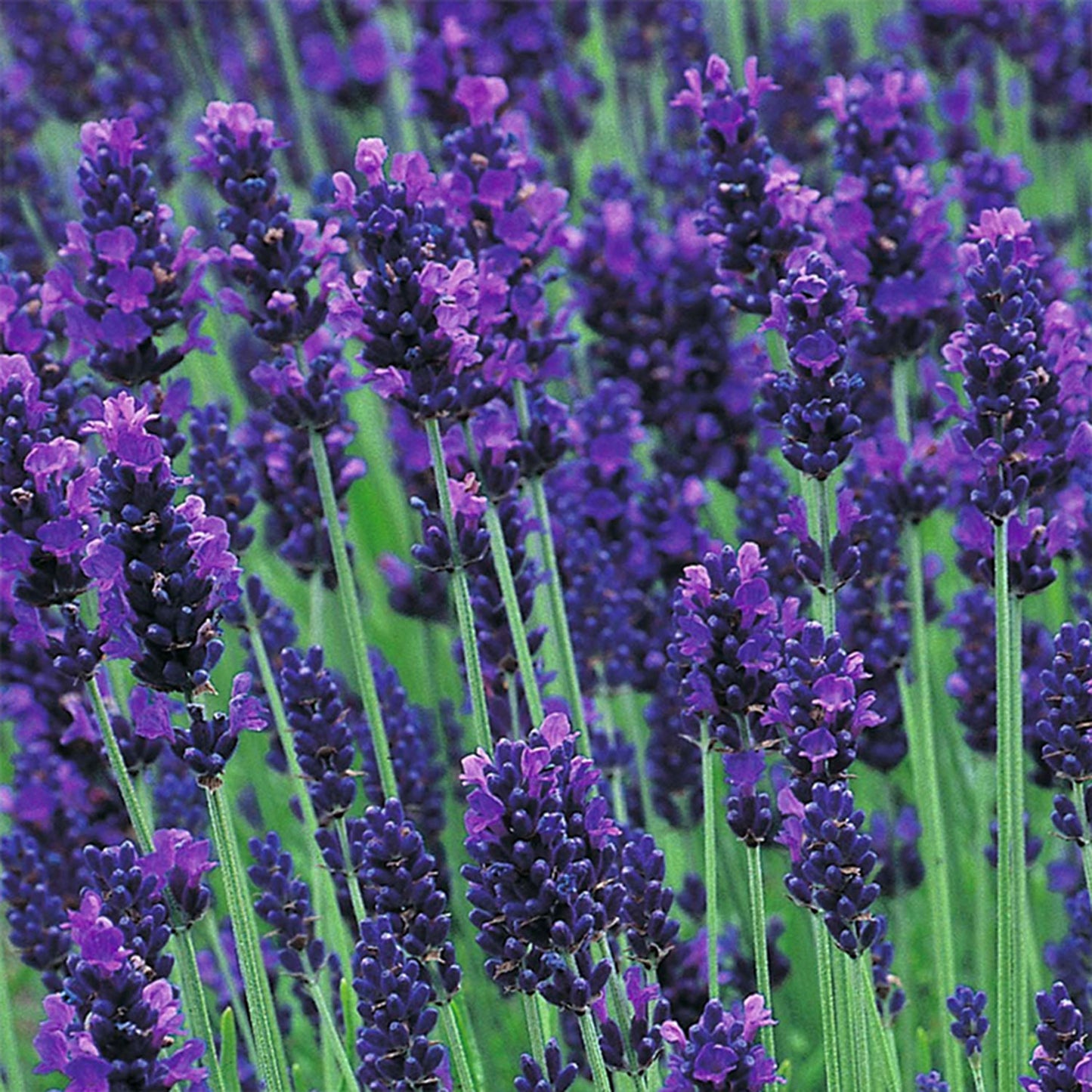 Hidcote Blue Lavender 2 Gallon