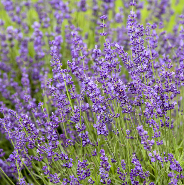 Imperial Gem Lavender 2 Gallon