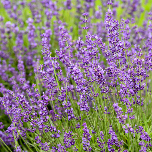 Imperial Gem Lavender 2 Gallon