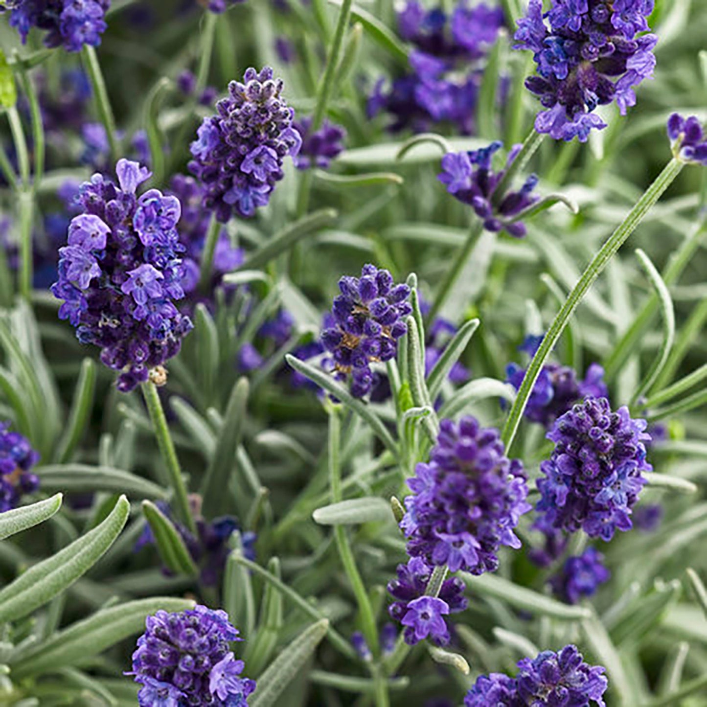 Sweet Romance Lavender 1 Gallon