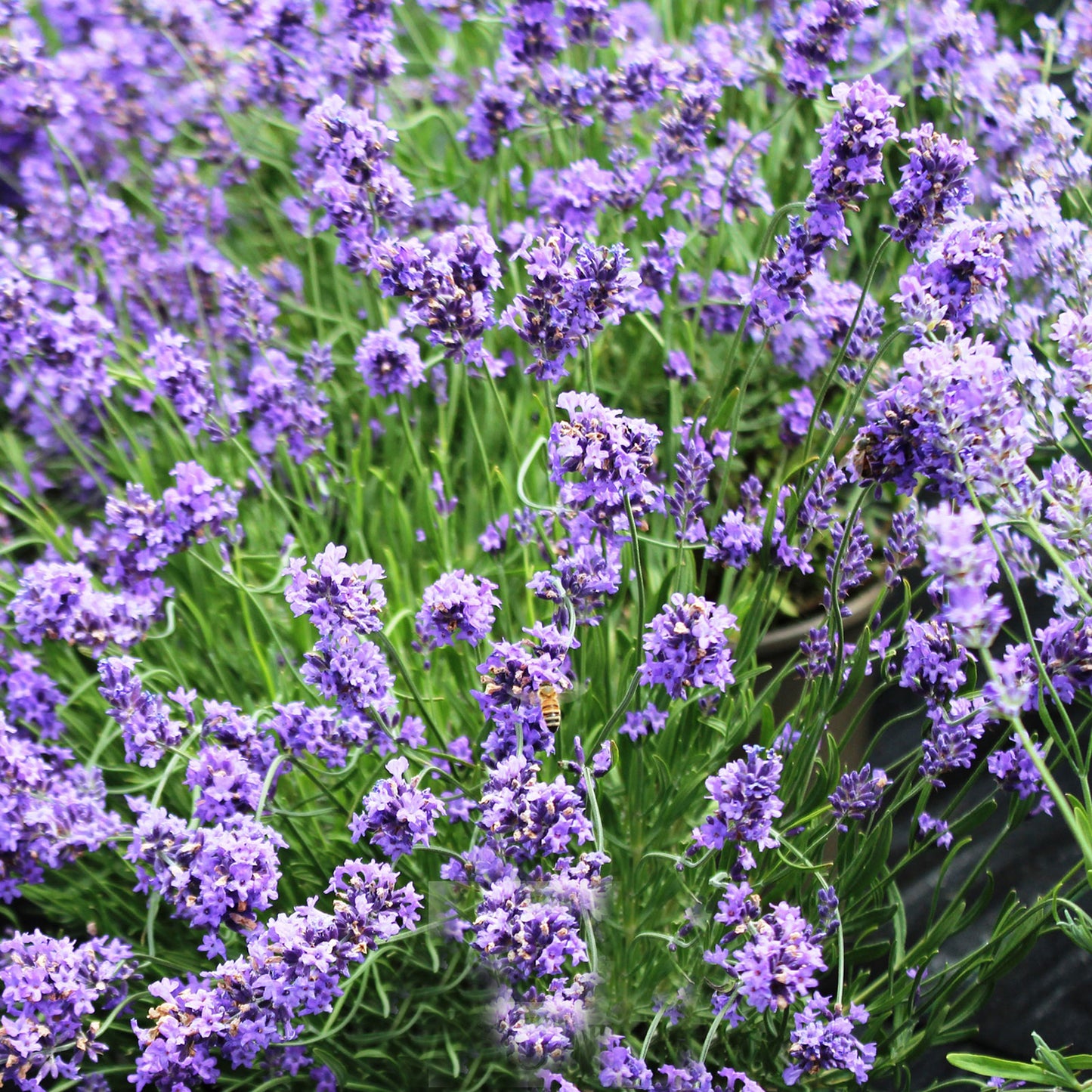 Sensational Lavender 1 Gallon