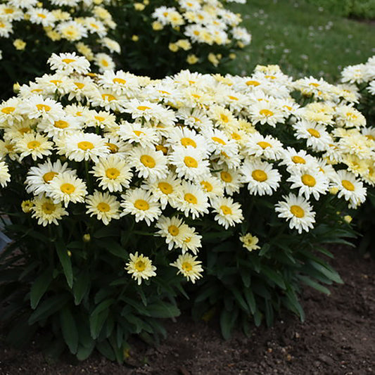 Banana Cream II Shasta Daisy 1 Gallon