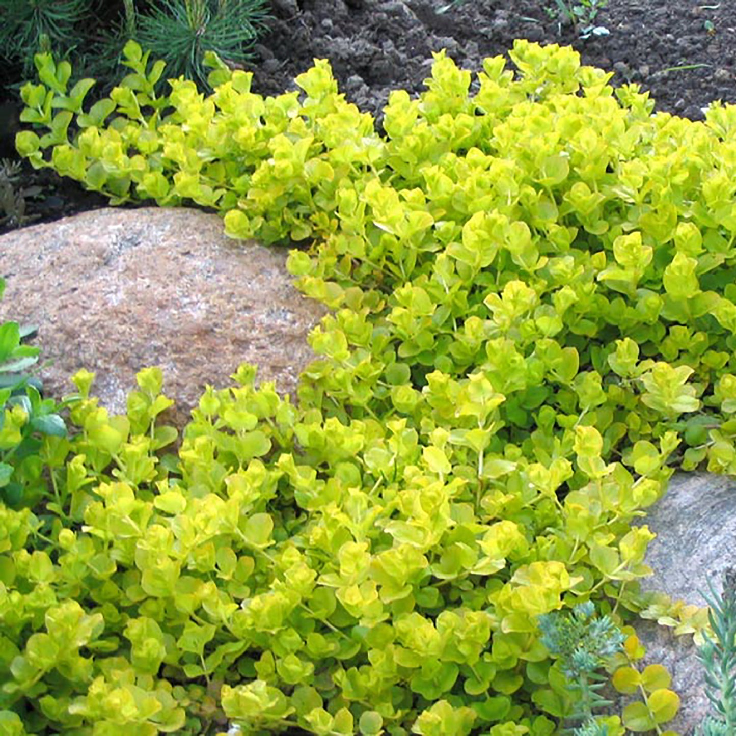 Goldilocks Creeping Jenny 1 Gallon