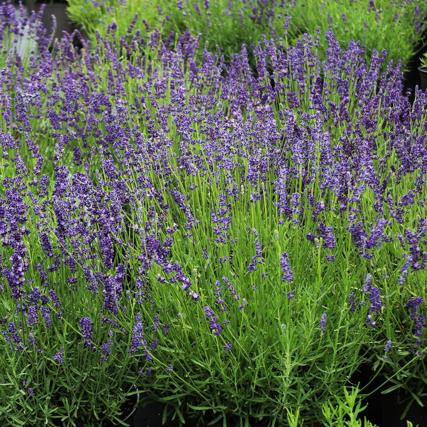 Munstead Lavender