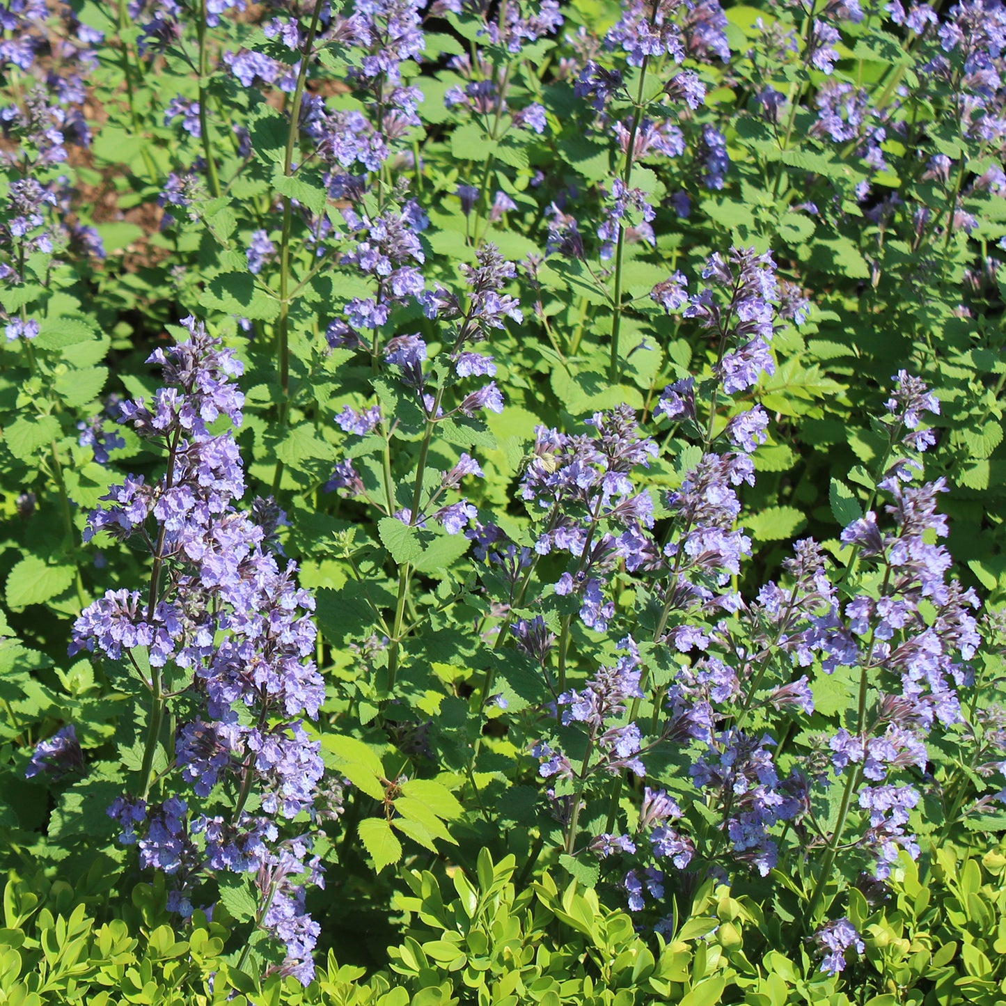 Purrsian Blue Dwarf Catmint 1 Gallon