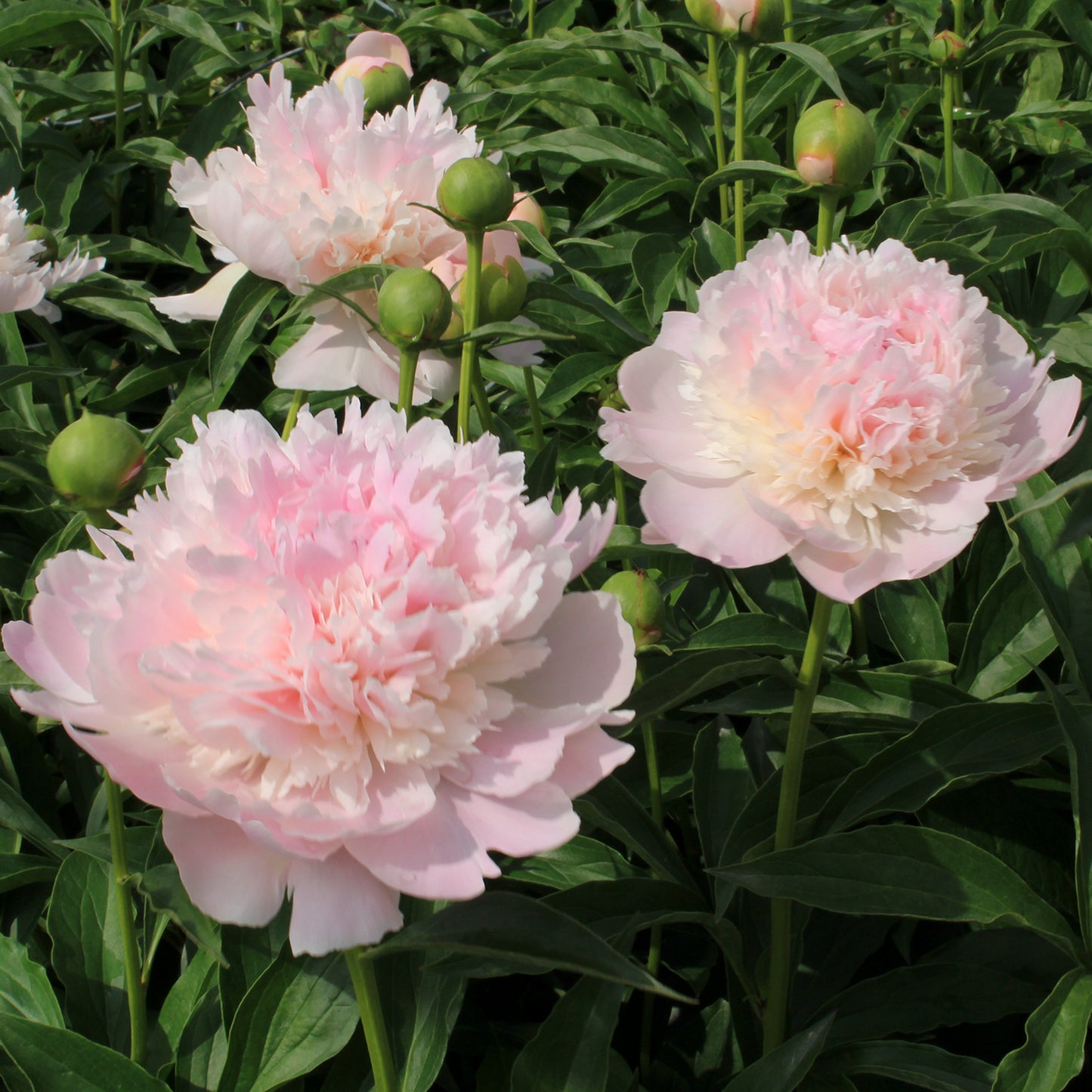 Alexandra Duff Peony 2 Gallon