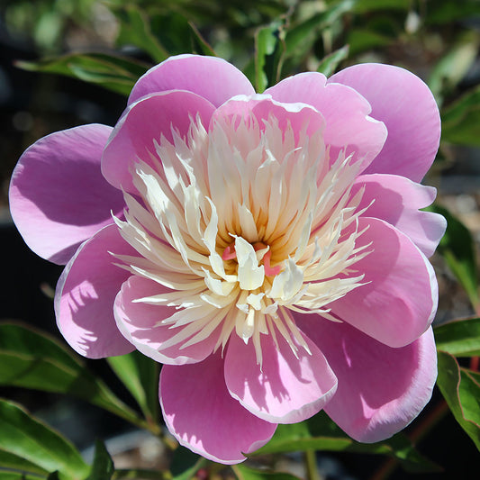 Bowl of Beauty  Peony 2 Gallon