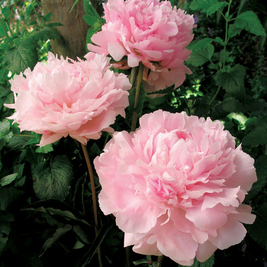 Sarah Bernhardt  Peony 2 Gallon