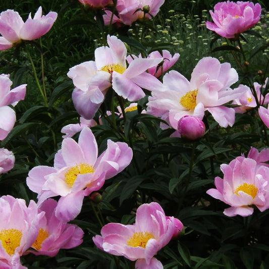 Sea Shell Peony 2 Gallon