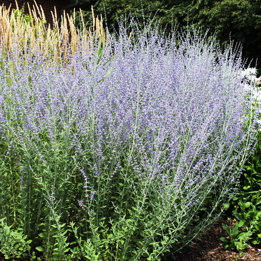 Blue Jean Baby Russian Sage 2 Gallon