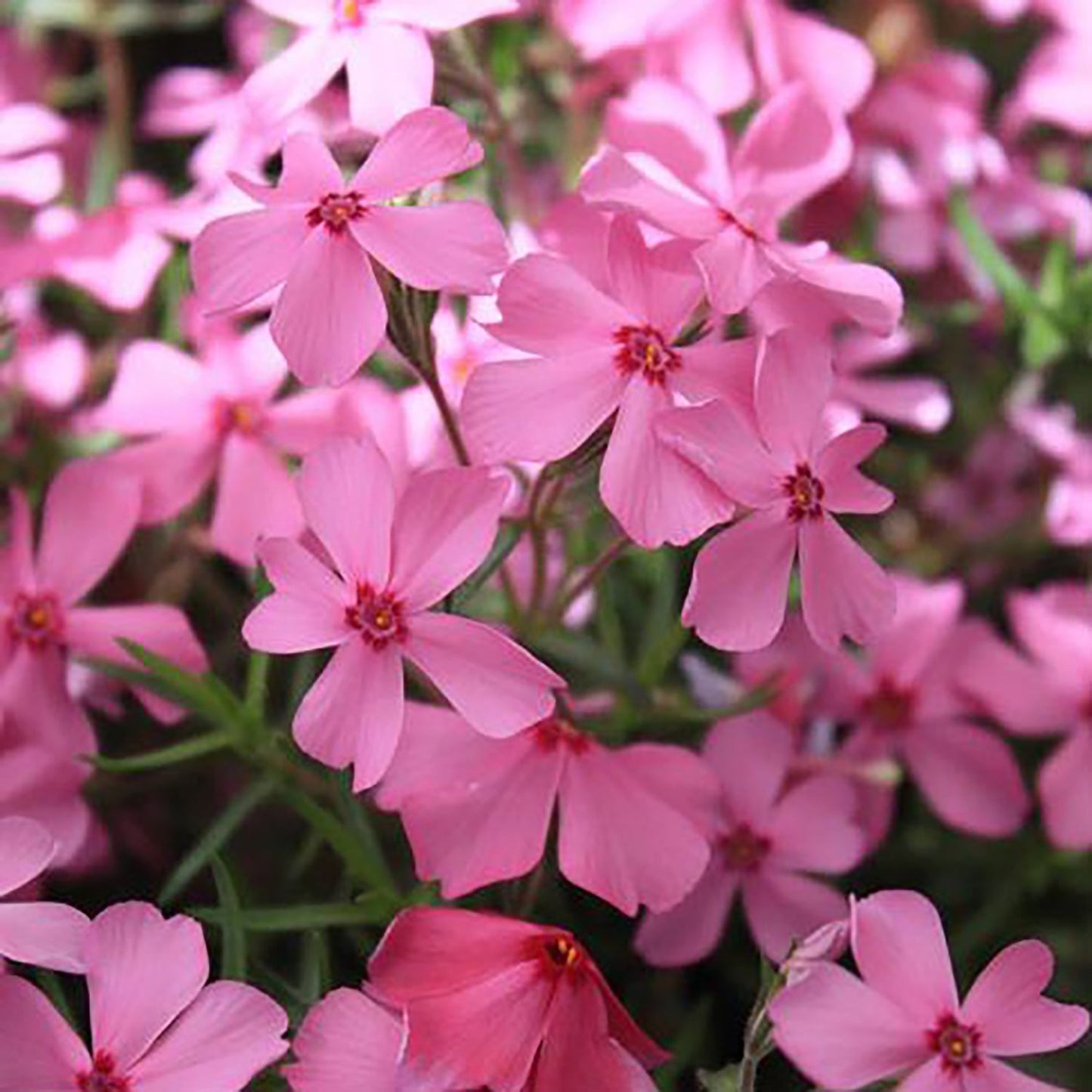 Pink Improved Summer Phlox