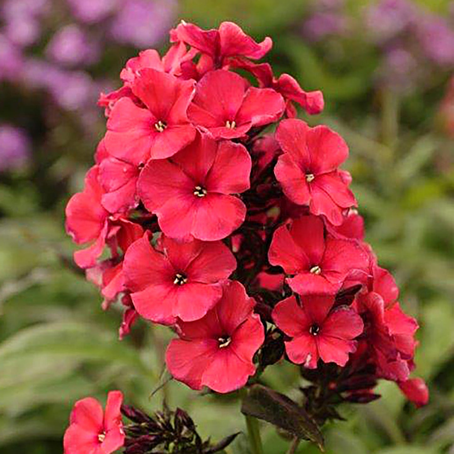 Red Summer Phlox