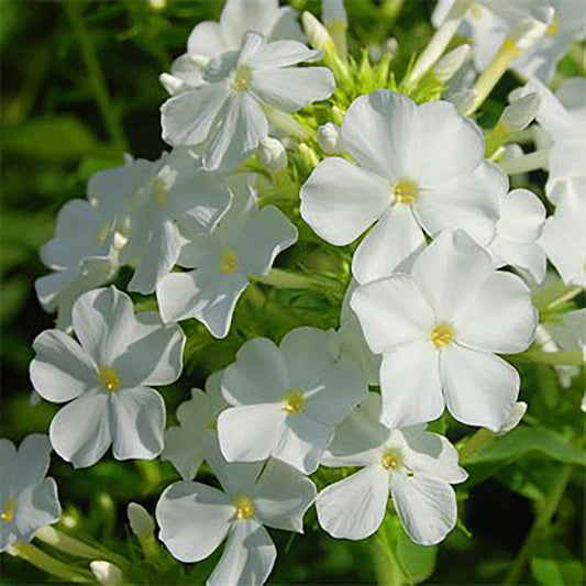 White Summer Phlox