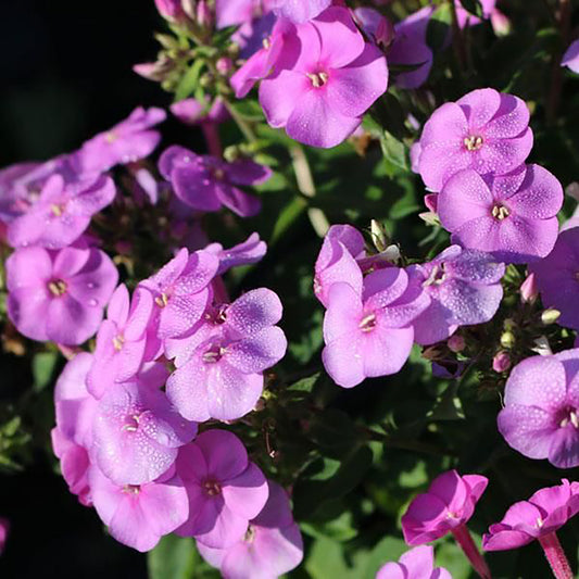 Lavender Phlox 1 Gallon