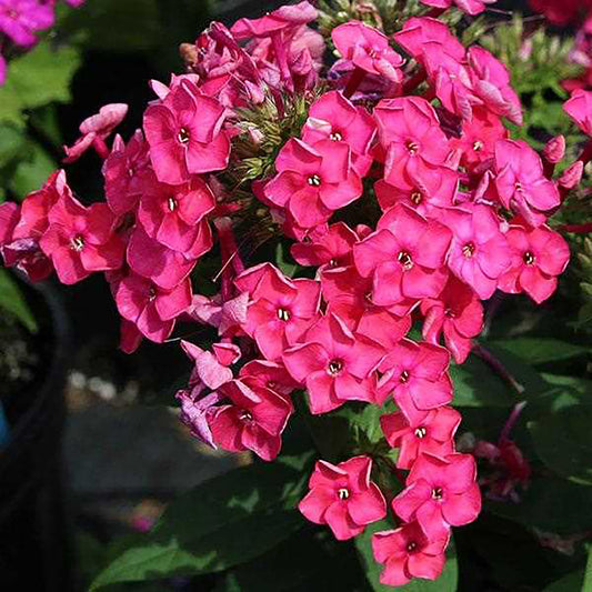 Pink Phlox 1 Gallon