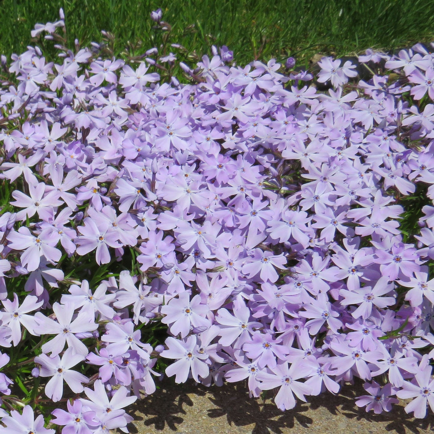 Emerald Blue Creeping Phlox