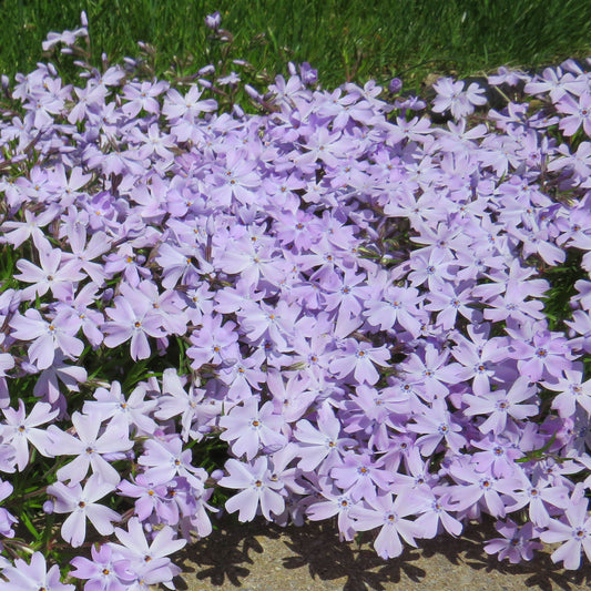 Emerald Blue Creeping Phlox 1 Gallon